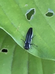 Agrilus bilineatus