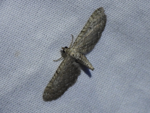 Eupithecia zygadeniata photo 5