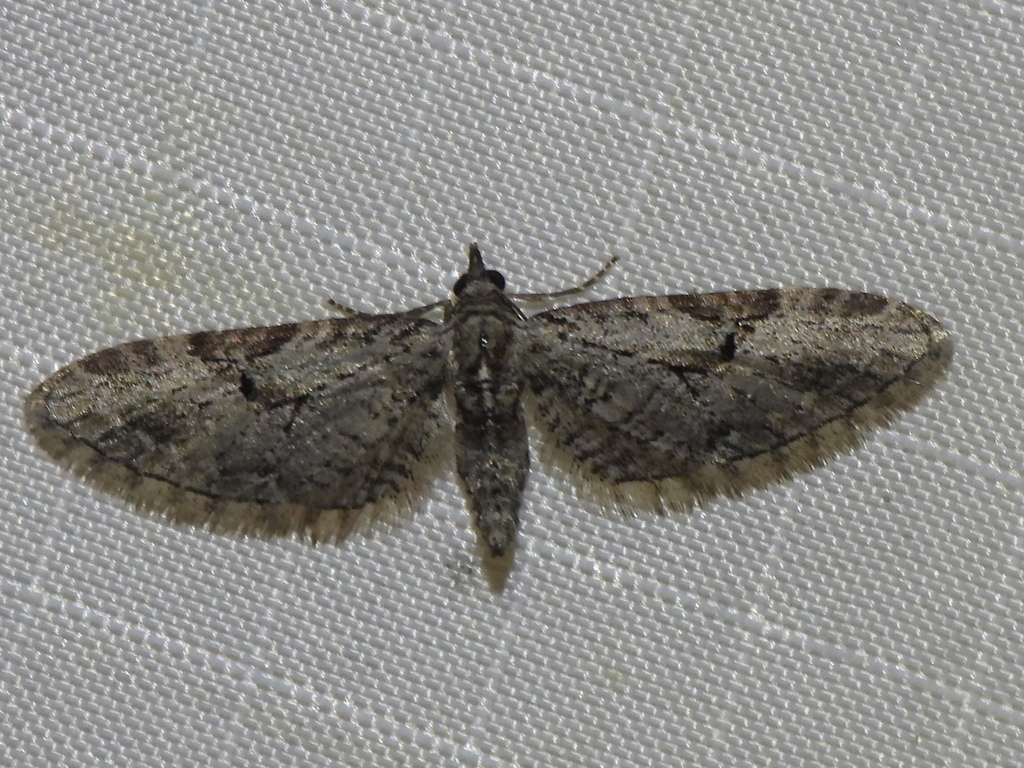 Eupithecia bolterii