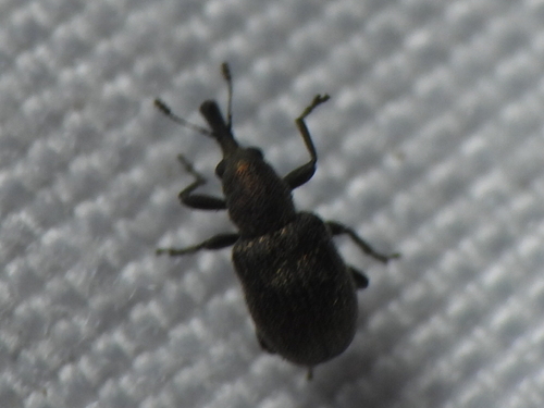 Temnocerus aeratus