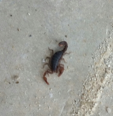 Pseudouroctonus reddelli