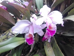 Cattleya trianae