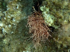 Chondracanthus acicularis