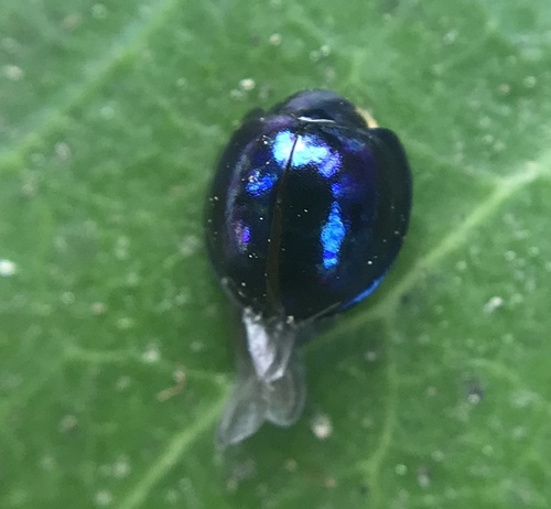 Steelblue Lady Beetle photo 6