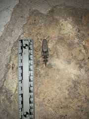 Leprus