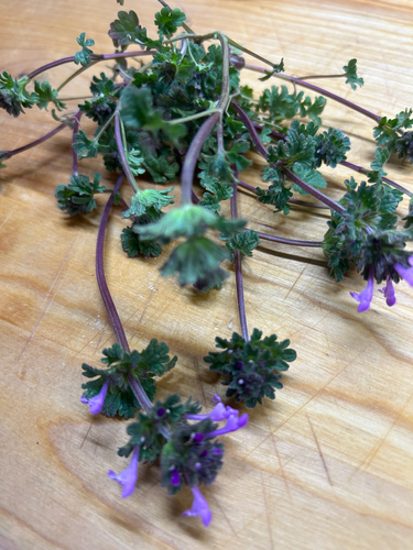 henbit deadnettle