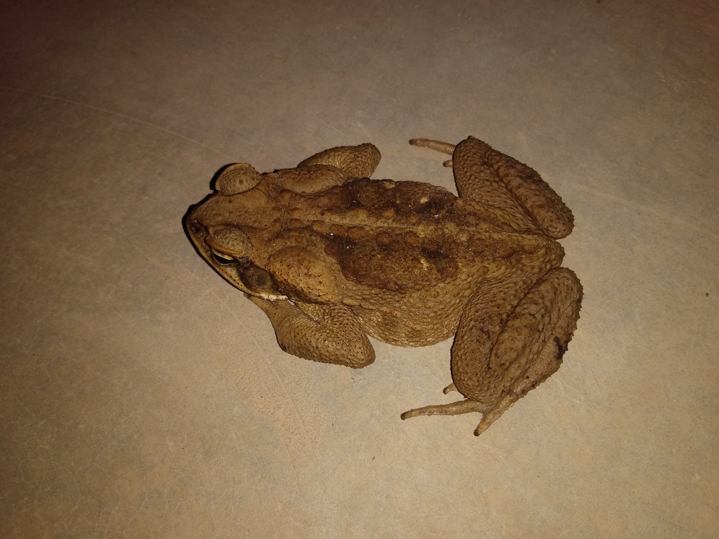 Rhinella inopina