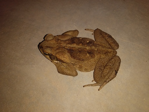Rhinella inopina
