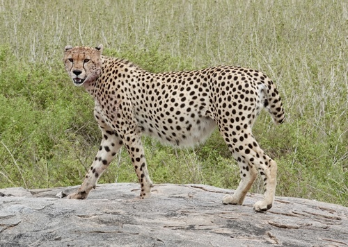 Southern and Eastern African Cheetah