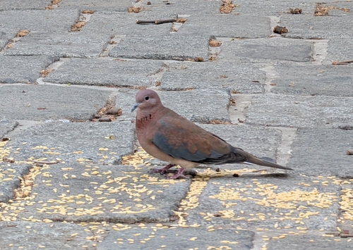 Tórtola senegalesa (Spilopelia senegalensis)