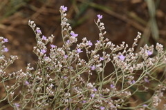 Limonium ruizii