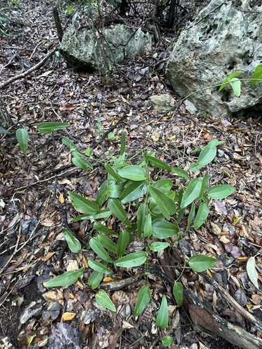 Everglades greenbrier (Smilax coriacea)