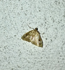 Scybalistodes vermiculalis