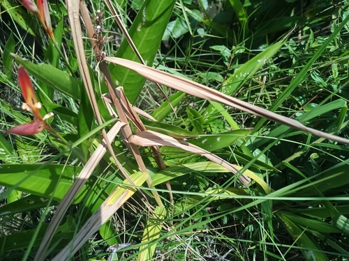 Foto de Cipó-de-fogo