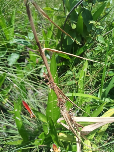 Foto de Cipó-de-fogo