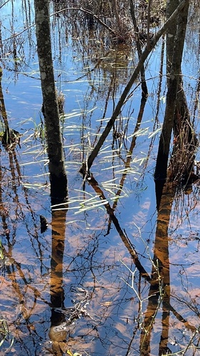 Foto de Valisnéria