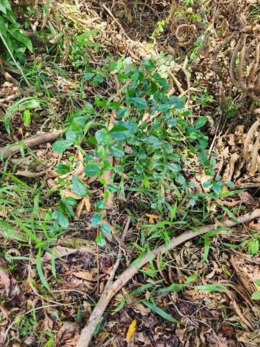 Image of Ehretia microphylla by (c) Shelomi Doyle, some rights reserved (CC BY)