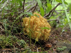 Ramaria largentii