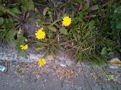 Scorzoneroides autumnalis