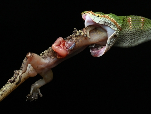 Wagler's Pit Viper, photo 7 of 10