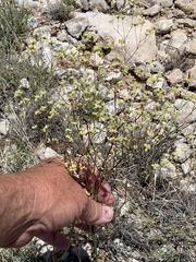 Eriogonum havardii
