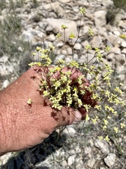 Eriogonum havardii