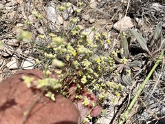 Eriogonum havardii