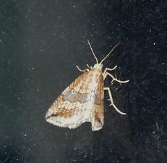 Orthonama evansi