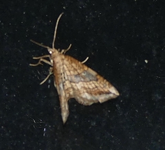 Orthonama evansi