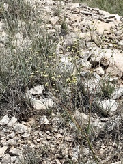 Eriogonum havardii