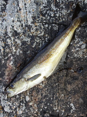 Pollachius pollachius