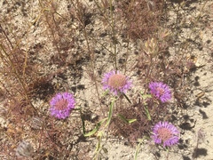 Monardella breweri lanceolata