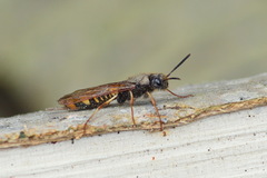 Tremex fuscicornis