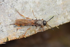 Tremex fuscicornis