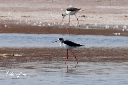 Black-winged Stilt
