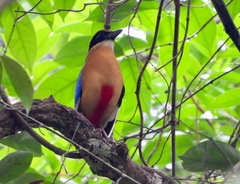 Pitta moluccensis