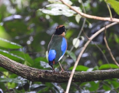 Pitta moluccensis