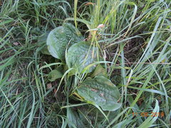 Plantago maxima