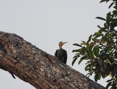 Mulleripicus pulverulentus