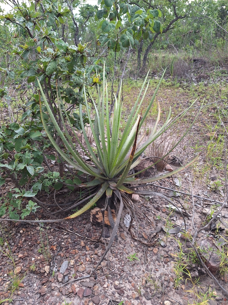 Dyckia formosensis