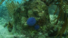 Clavelina puertosecensis