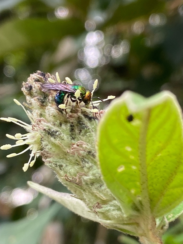 Augochlora cydippe