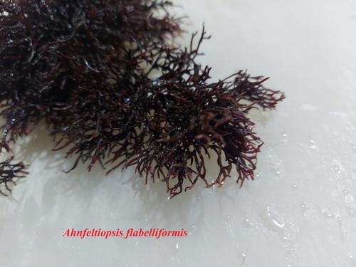 Gymnogongrus flabelliformis