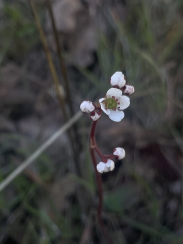 iNaturalist observation photo of California Saxifrage