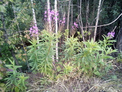 Chamaenerion angustifolium