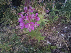 Chamaenerion angustifolium