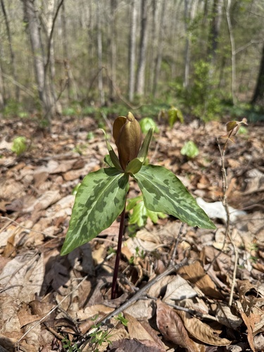 Trillium decipiens