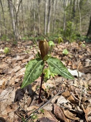 Trillium decipiens