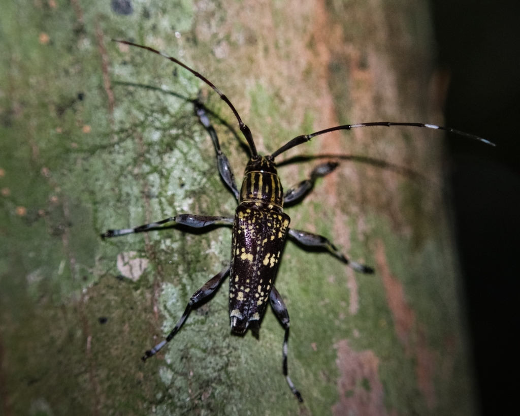 Colobothea appendiculata