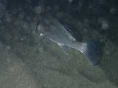 Umbrina cirrosa
